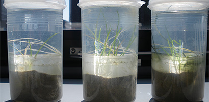 Raising Eelgrass Seedlings