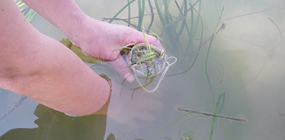 Transplanting Eelgrass