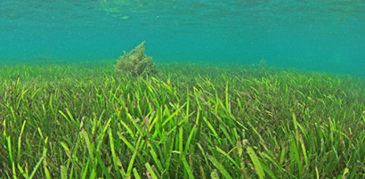 Eelgrass